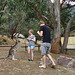 and more kangaroos