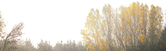 brouillard automnal