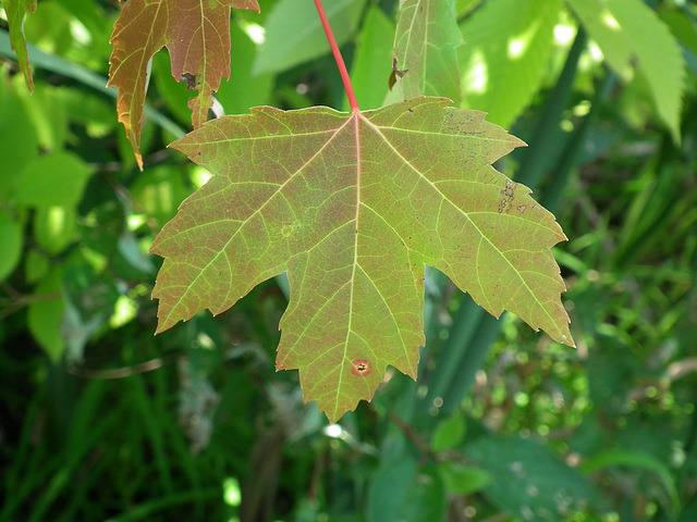 3/50 maple leaf, feuille d'érable