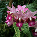 Cattleya-Hybride Orchidaceae