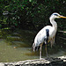 A heron there