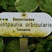 Saintpauli orbicularis, Gesneriaceae Tansania