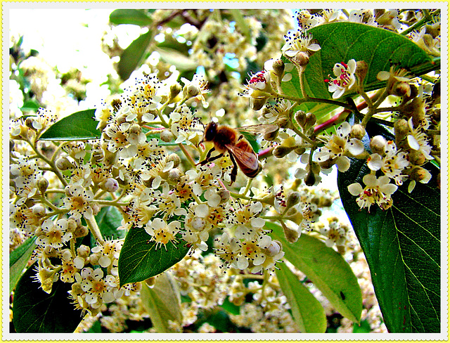 Bee On Kumarahou Blossom.