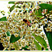 Bee On Kumarahou Blossom.