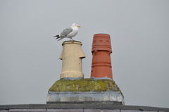 Caernarfon, The Top of the Chimneys and Seagull