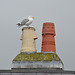 Caernarfon, The Top of the Chimneys and Seagull
