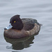 Tufted Duck EF7A9972