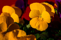 Signs of spring - Viola cornuta