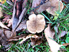 Fungi In Leaves