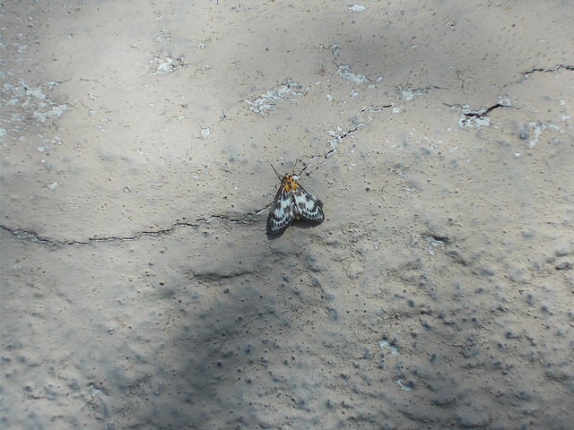 oaw - small magpie moth