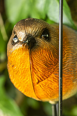 Bird in a Cage  Closeup