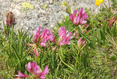 Alpen-Klee - Trifolium alpinum