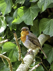 Robin in Farnham - 3