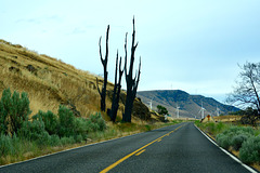 USA 2016 – Columbia River Gorge – Burnt trees
