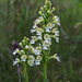 Platanthera leucophaea (Eastern Prairie Fringed orchid)