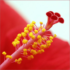 Pistil d'hibiscus
