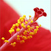 Pistil d'hibiscus