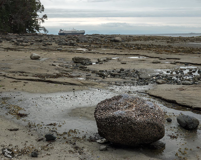 Newcastle Island's (Saysuchun's) Amazing Tidal Flats (+9 insets!)