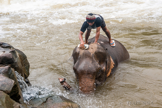 Cleaning your elephant