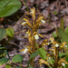 Corallorhiza trifida (Early Coralroot orchid) dark form