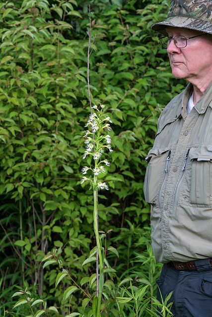 Platanthera leucophaea (Eastern Prairie Fringed orchid) with Lee Casebere for scale