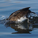 EF7A0357 Tufted duck