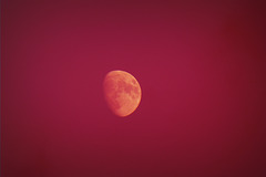 blushing moon