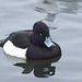 EF7A9975 Tufted duck