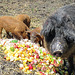 Mangalitsa pigs, female and piglets