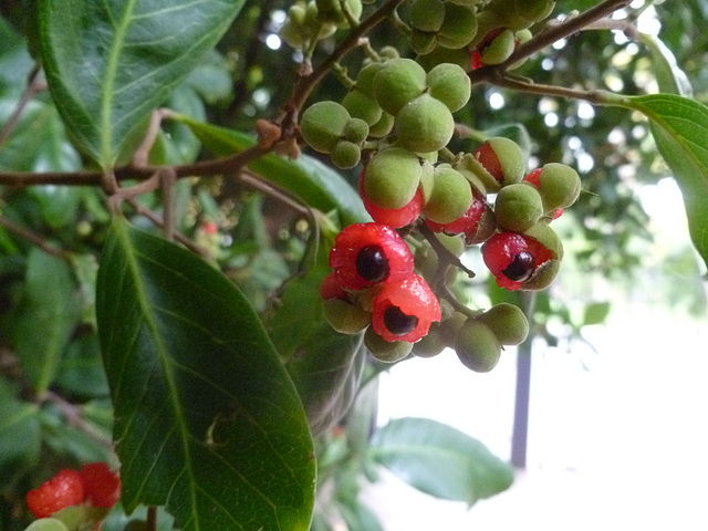 fruit and seed