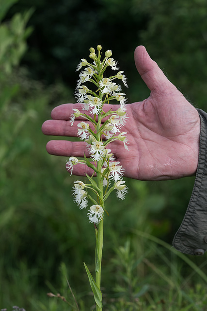 Platanthera leucophaea (Eastern Prairie Fringed orchid) with hand for scale