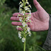 Platanthera leucophaea (Eastern Prairie Fringed orchid) with hand for scale