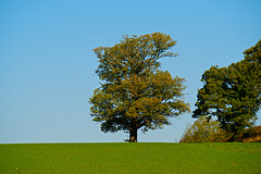 Lone Tree at Beech