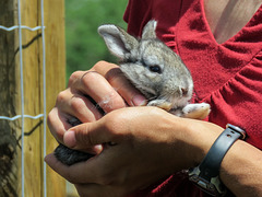 Eileen with 3-week-old Flemish Giant Rabbit