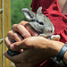 Eileen with 3-week-old Flemish Giant Rabbit