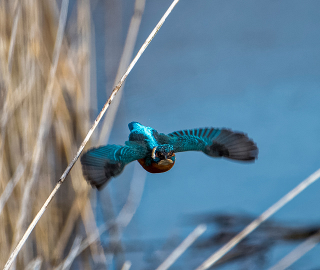 Kingfisher in flight6