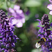 Salvia and Bee