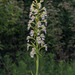 Platanthera leucophaea (Eastern Prairie Fringed orchid)