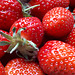 Riecht ihr den Duft der reifen und sonnenwarmen Erdbeeren?