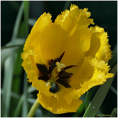 Au tour de la Tulipe "Perroquet" jaune ...