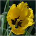Au tour de la Tulipe "Perroquet" jaune ...