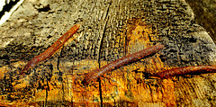 Boat Wreck Timbers