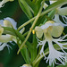 Platanthera leucophaea (Eastern Prairie Fringed orchid) with detached pollinium