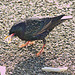 Starling EF7A0299