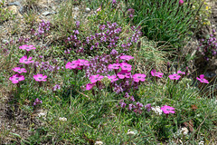 Dianthus pavonius und Thymus spec.