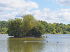 Petersfield Heath Lake