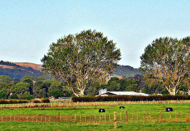 Rural Scene.