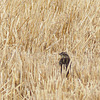 Lapland Longspur?  No, a female Red-winged Blackbird!