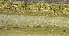 Golden Plover with Lapwing