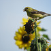 American Goldfinch on Sunflower